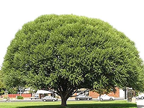 Los mejores árboles de sombra de rápido crecimiento para tu jardín