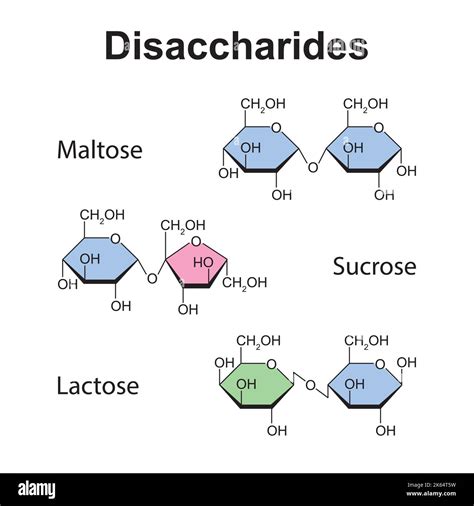 Disaccharides Definition Structure Sucrose Lactose Ma - vrogue.co