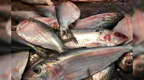 Ilish Price: ৫০০ টাকায় ইলিশ মিলছে বাজারে...! পাবেন কোথায়? ওজন কত ...
