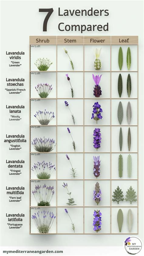 7 types of Lavender for your dry garden | Garden planning, Garden ...