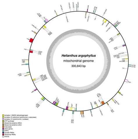 Mitogenomic Research of Silverleaf Sunflower (Helianthus argophyllus ...