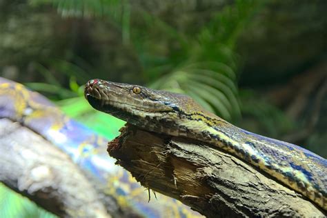 Image result for Netzpython