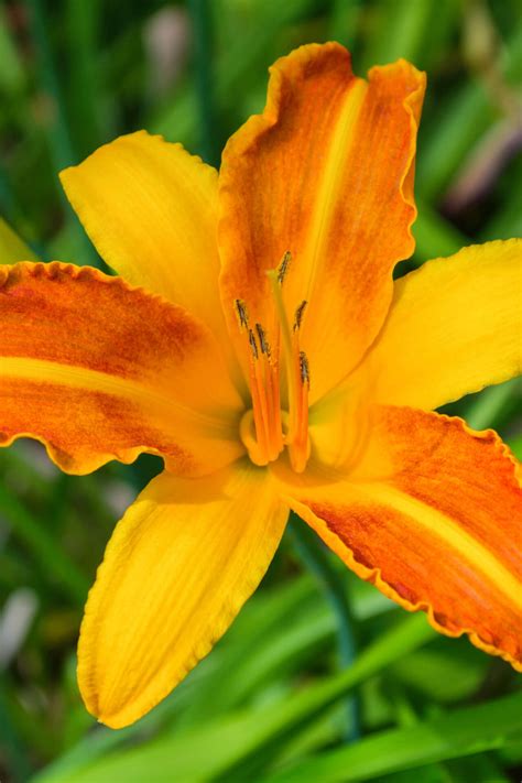 Enhance Your Garden with Vibrant Orange Daylilies Today - TN Nursery