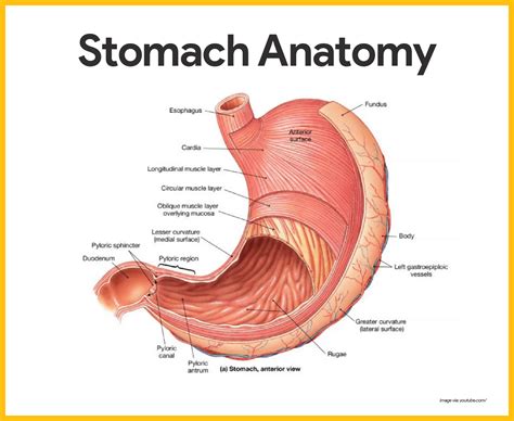 Mechanical Digestion Anatomy And Physiology at Jonathan Hubbard blog