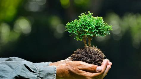 Impact Of Tribal Preservation On Environmental Conservation