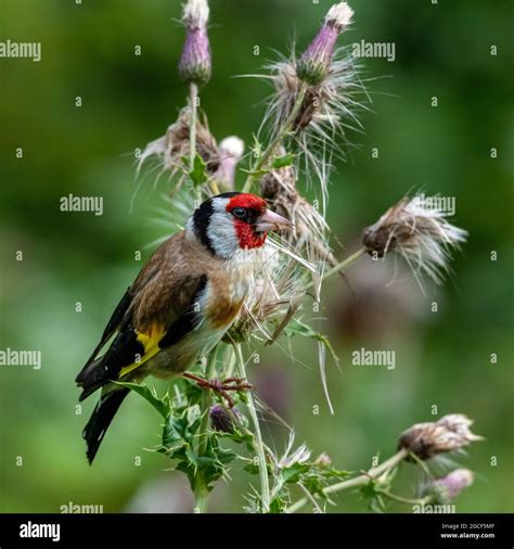Eurasian goldfinch (Carduelis carduelis) Eating Thistle Seeds Stock Photo - Alamy