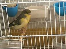 gabbia uccello gabbia aperta uccello vivo mpg gabbia uccello gabbia aperta uccello vivo mpg