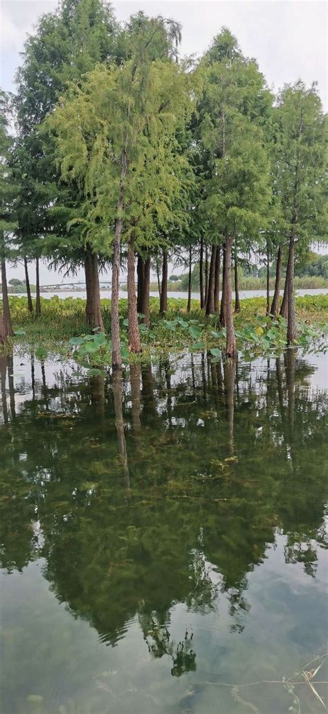 无锡贡湖湾湿地公园-中关村在线摄影论坛