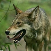 Image result for Endangered red wolf