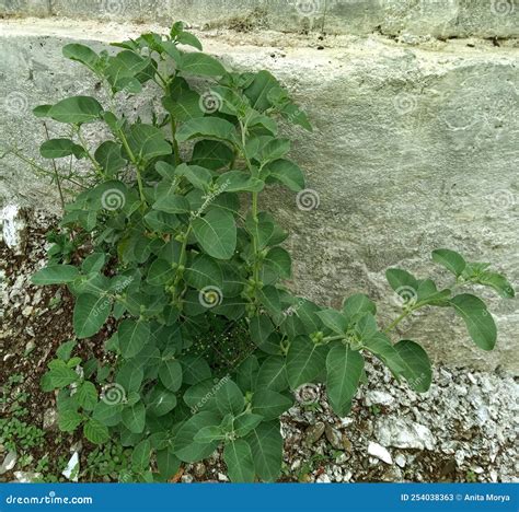 Fresh Herb Ashwagandha Plant Or Withania Somnifera Stock Image ...
