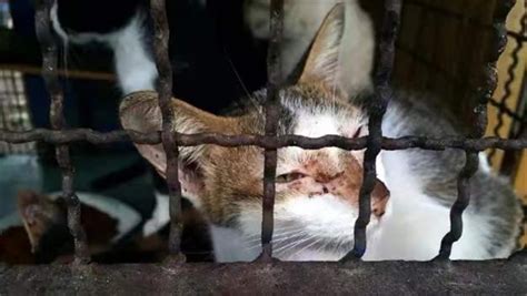 宠物博主呼吁动物保护立法 反虐待动物立法有希望了