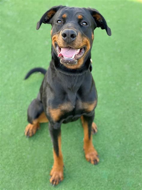 Tinka - Large Female Rottweiler x Doberman Mix Dog in NSW - PetRescue