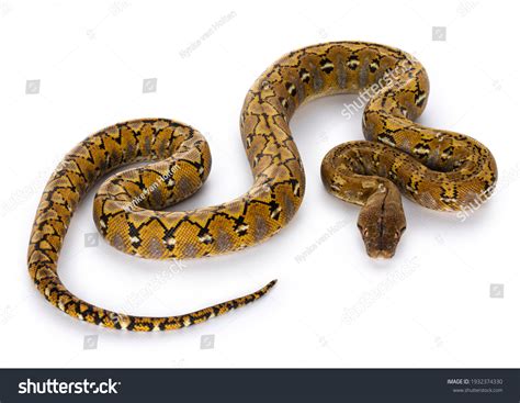 Reticulated Python 的图像结果