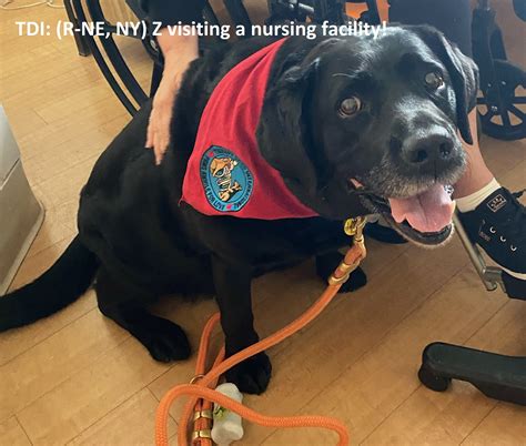 Therapy Dogs International