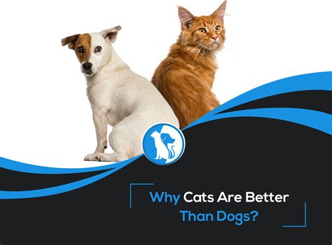 15 Reasons Why Cats Are Better Than Dogs