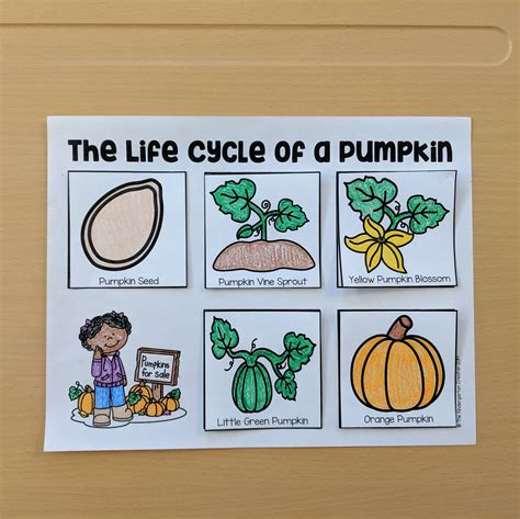 Life Cycle Of A Pumpkin Printable - Free Printable Download
