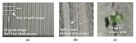 Plant Counting of Cotton from UAS Imagery Using Deep Learning-Based ...