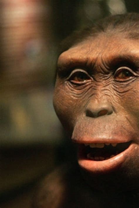 Australopithecus Afarensis Map