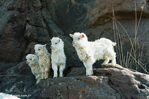 Goat 库存图片. 图片 包括有 行程, 绿色, 舌头, 山羊, 农场, 敌意, 天空, 背包, 云彩, 成熟 - 9344117