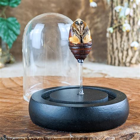 Luna Moth Pupae Hatchling Glass Dome Entomology Oddity Curiosities ...