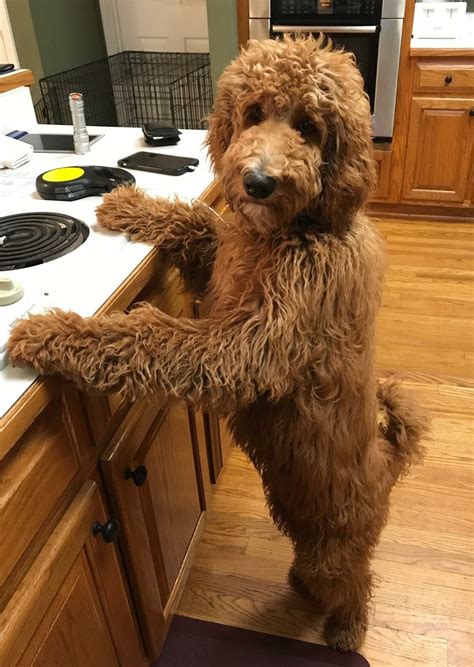 8 things to know about the miniature goldendoodle miniaturegoldendoodle ...