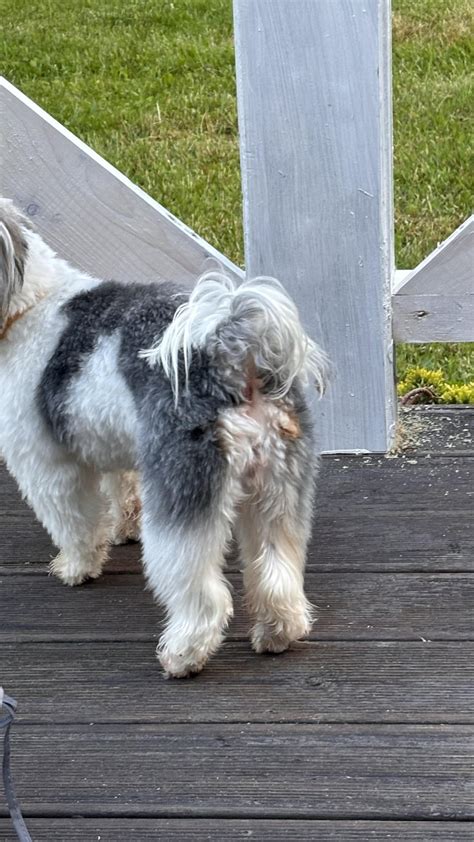 Jesus just revealed himself on my dog’s ass : r/JesusMemes