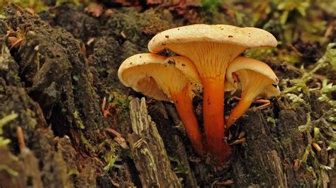 False Chanterelle Mushrooms: How To Tell The Difference – YLRDTO