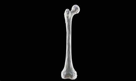 What’s the Largest Bone in the Body? - IMP WORLD
