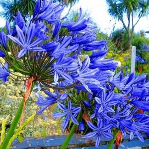 Navya germination Agapanthus Seed Price in India - Buy Navya ...
