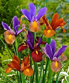 iris fiore coltivazione acquista iris olandesi in mix tiger bakker iris fiore coltivazione acquista iris olandesi in mix tiger bakker