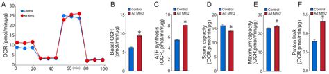 Novel Relationship between Mitofusin 2-Mediated Mitochondrial ...