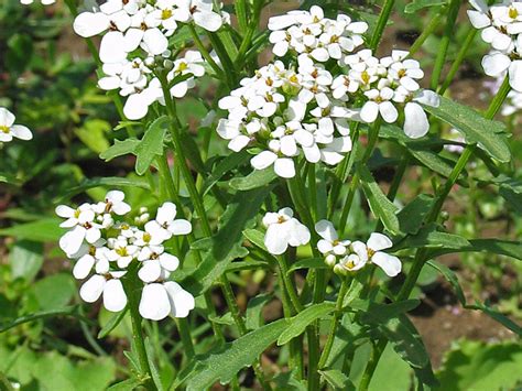 Schleifenblume - Bittere Schleifenblume - Iberis amara L ...