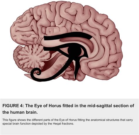 Pineal Gland Eye Of Horus