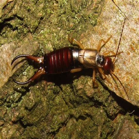 11 Facts About Earwigs You Need to Know