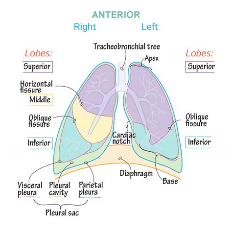 Anatomy Of The Lungs Labeled : Nasal Cavity, Trachea, and Lung with ...