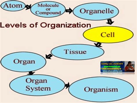 SONU ACADEMY: CELLS ORGANIZE TO FORM TISSUES-TEXT