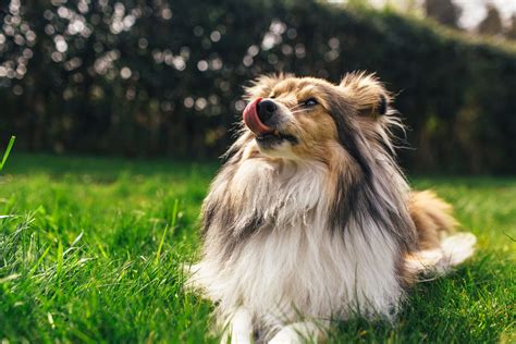 How To Stop My Puppy From Eating Puppy Pads at Russell Romine blog