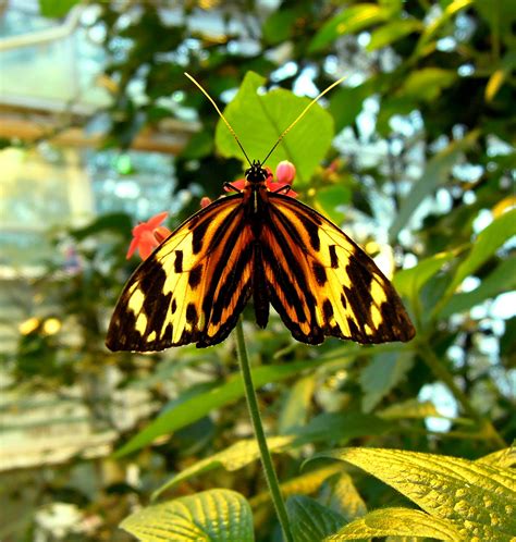 Butterfly Yellow Black free image download