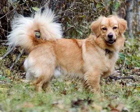 Golden Retriever/Corgi mix http://galleryhip.com/golden-retriever-chow ...