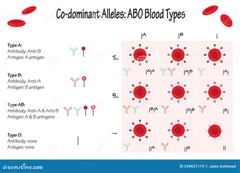 Codominant Alleles ABO Blood Types Stock Vector - Illustration of ...