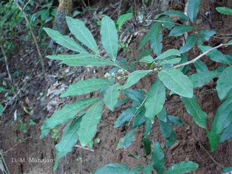 India Flora Online