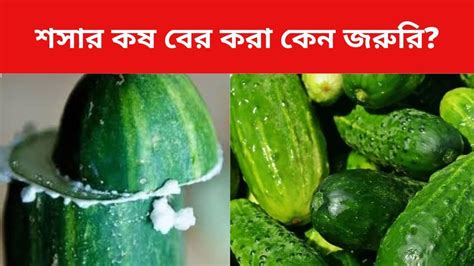 Cucumber Bitterness Remove: শসা ঘষে কষ বের না করে খেলে কী হয়? সুস্থ ...