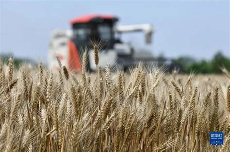 河南全省“雨口夺粮”！8500万亩小麦已收割超2成，周末局地又暴雨！农户凌晨4点高速路口急等收割机……_腾讯新闻