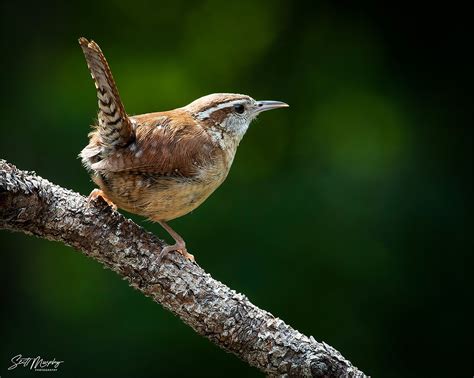 Carolina Wren | BirdForum
