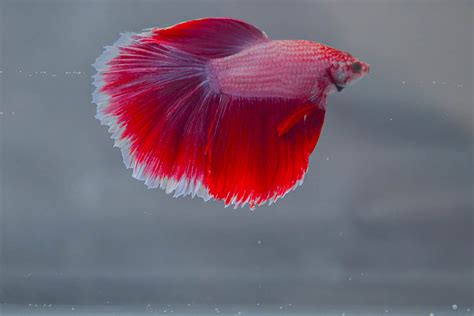 Betta Fish Behavior 101: How to Keep Yours Happy & Healthy