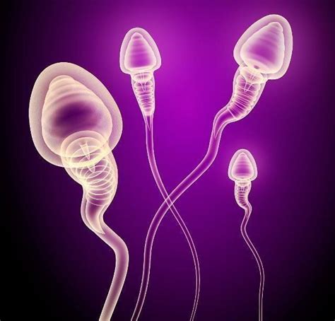 精子在女性体内可以存活多久？不管是备孕还是避孕，都要了解清楚