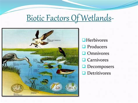 Wetland Ecosystems | PPTX