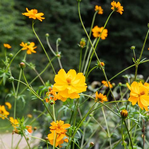 Cosmos Bright Lights (semences bio) – Boutique-culteurs