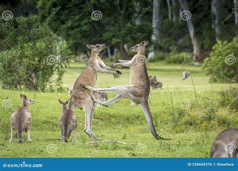 Red Kangaroo Fighting