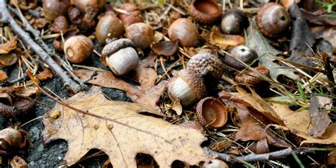 Picking Up Acorns For Deer- Part Two - Bag-A-Nut